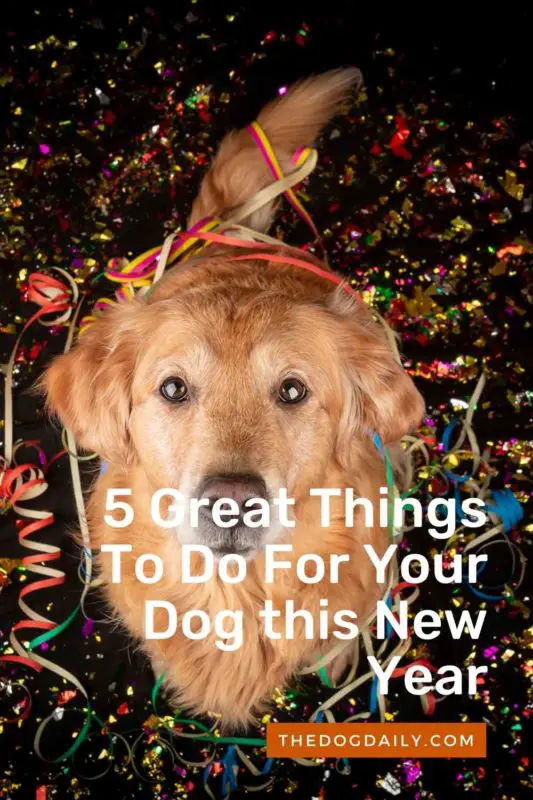 5 Great Things To Do For Your Dog this New Year thedogdaily.com