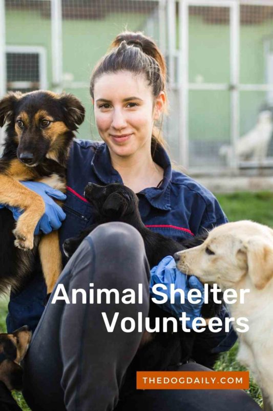 Animal Adoption Volunteers thedogdaily.com