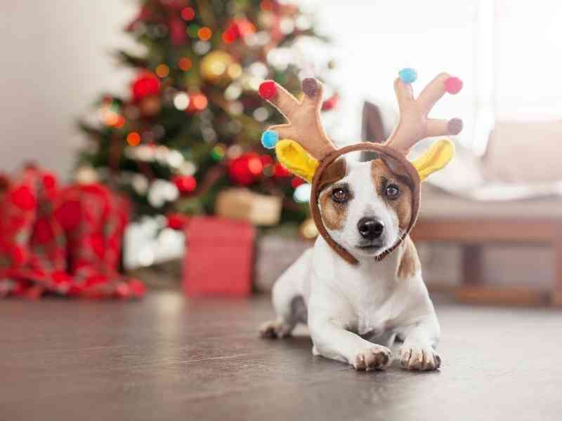 What Happens If Your Dog Ingests Needles From a Christmas Tree?