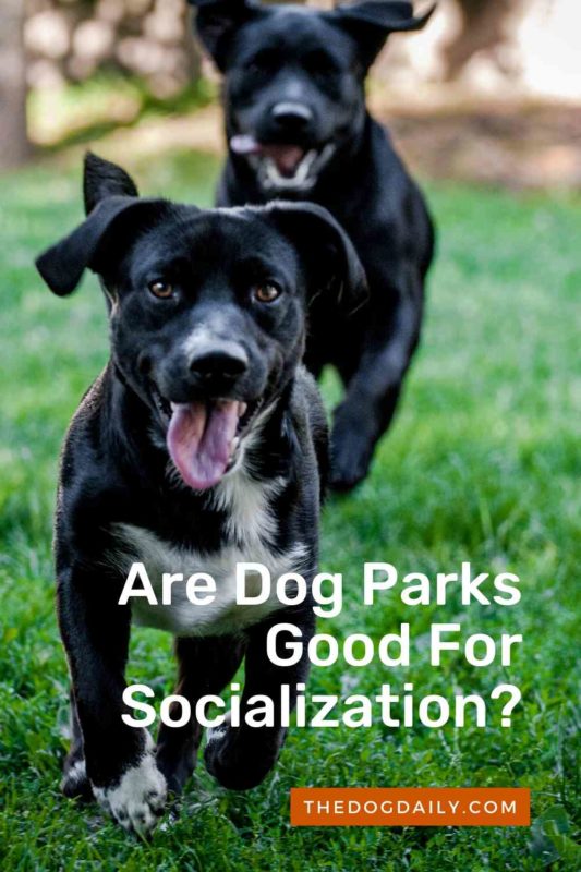Are Dog Parks Good For Socialization thedogdaily.com