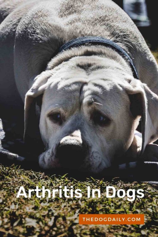 Arthritis In Dogs thedogdaily.com