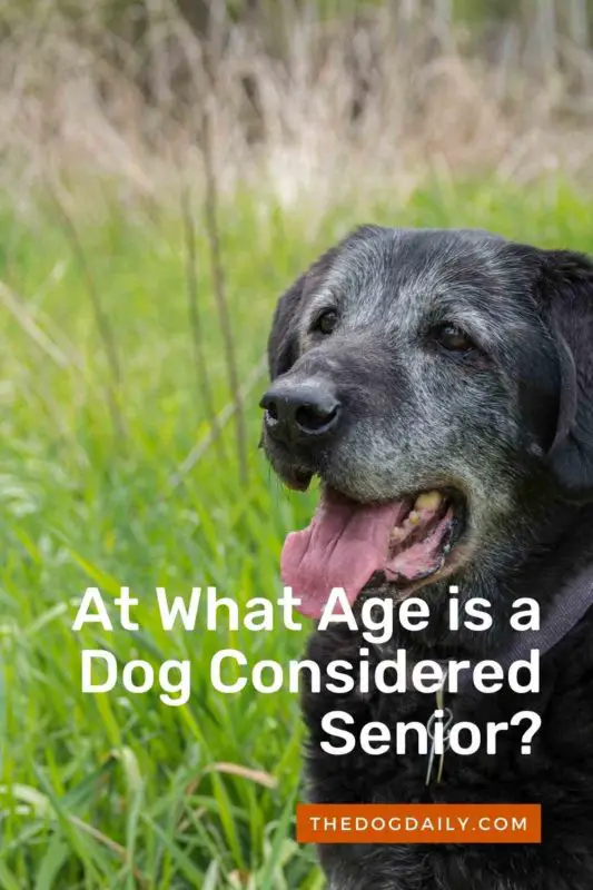 when-is-a-dog-considered-a-senior-the-dog-daily