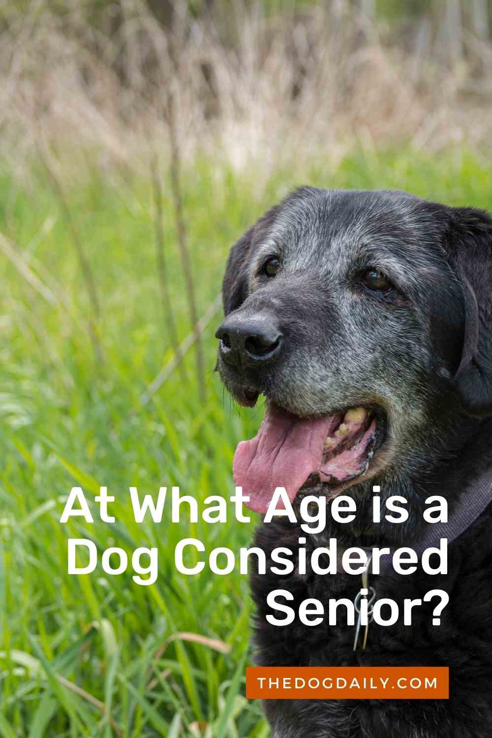 When is a Dog Considered a Senior? The Dog Daily