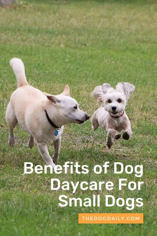 Benefits of Dog Daycare For Small Dogs thedogdaily.com