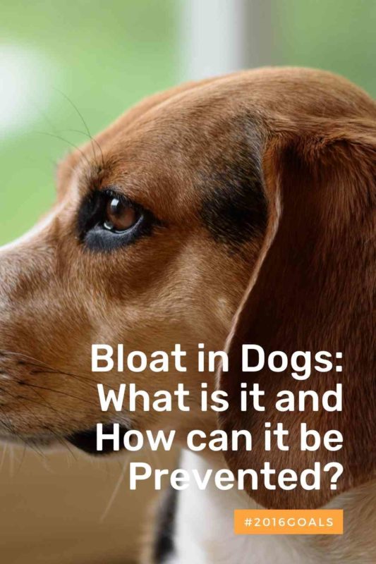 Bloat in Dogs What is it and How can it be Prevented thedogdaily