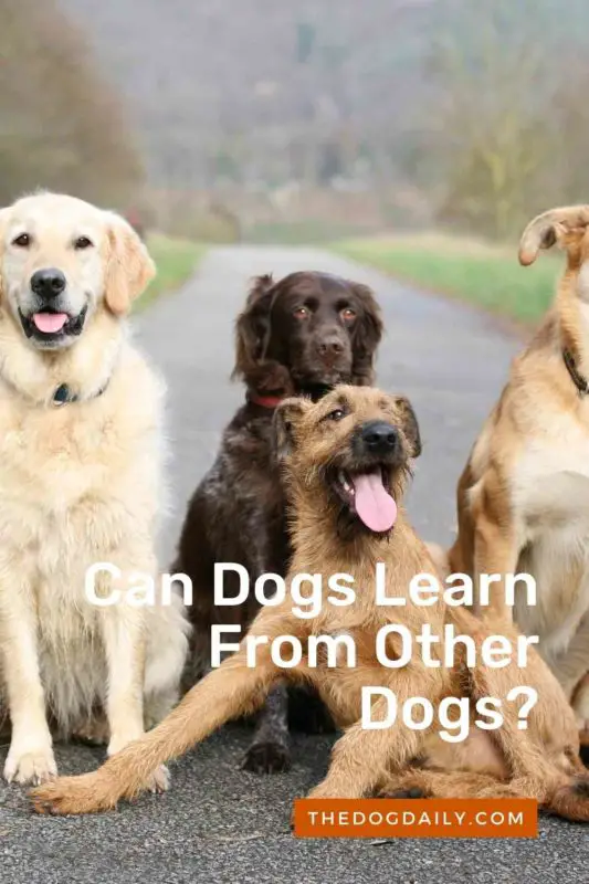 Can Dogs Learn From Other Dogs thedogdaily.com