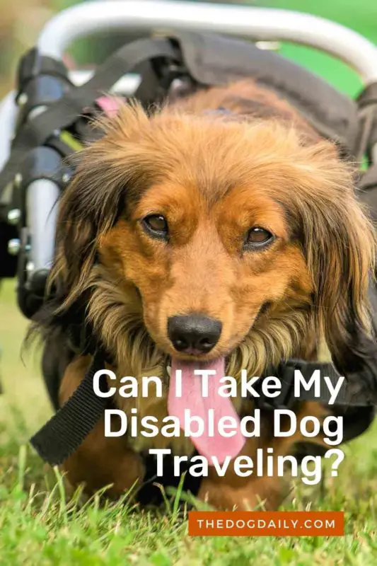 Can I Take My Disabled Dog Traveling thedogdaily.com