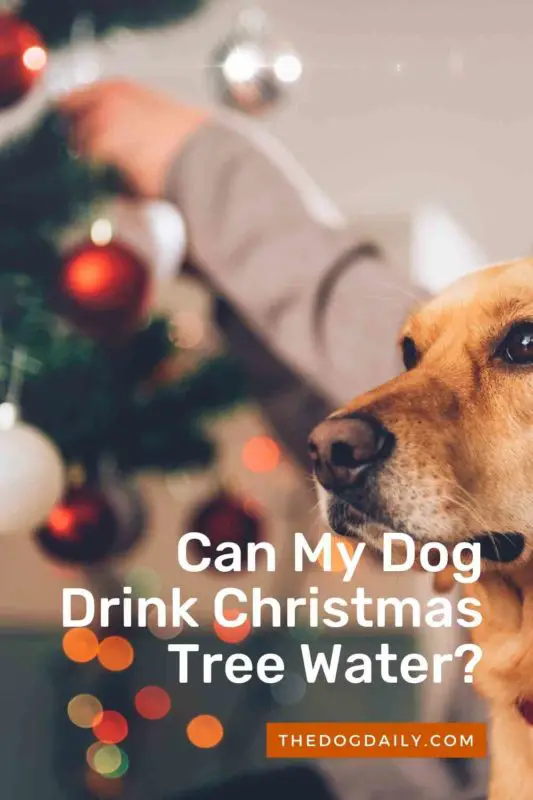 Can My Dog Drink Christmas Tree Water thedogdaily.com