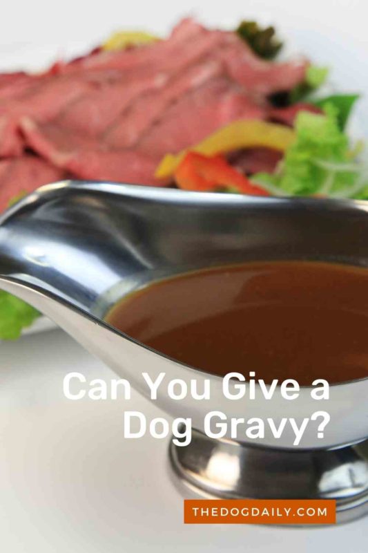 Can You Give a Dog Gravy thedogdaily.com