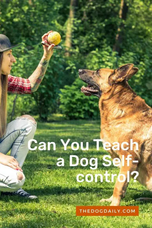 Can You Teach a Dog Self-control thedogdaily.com