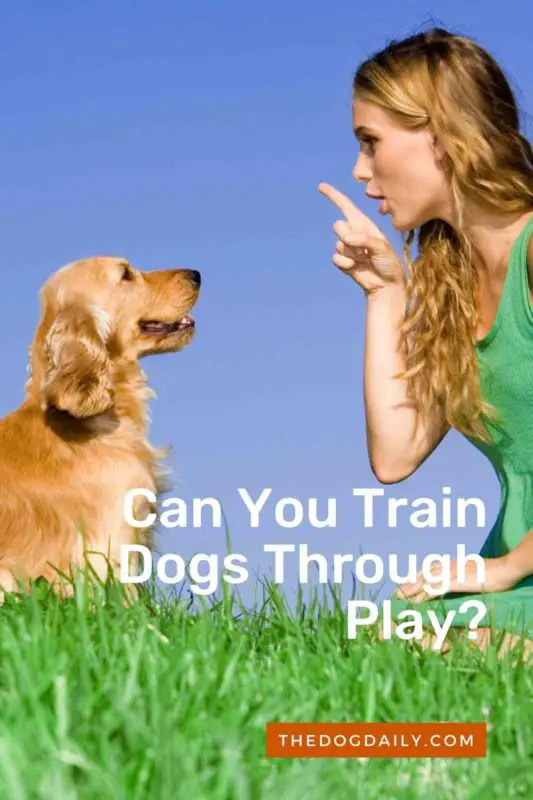 Can You Train Dogs Through Play thedogdaily.com