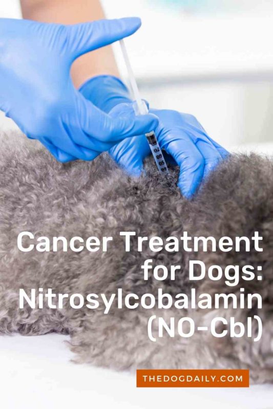 Cancer Treatment for Dogs_ nitrosylcobalamin (NO-Cbl) thedogdaily.com