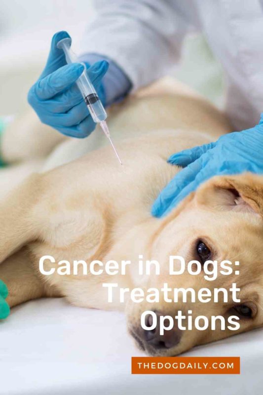 Cancer in Dogs Treatment Options thedogdaily.com