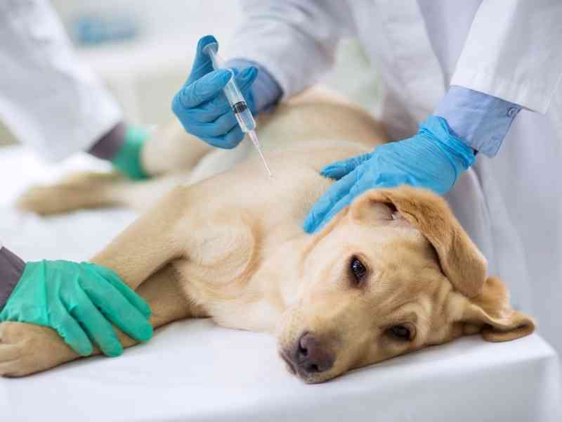 The Latest Advancements in Treating Cancer in Dogs