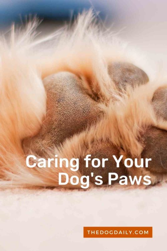Caring for Your Dog's Paws thedogdaily.com