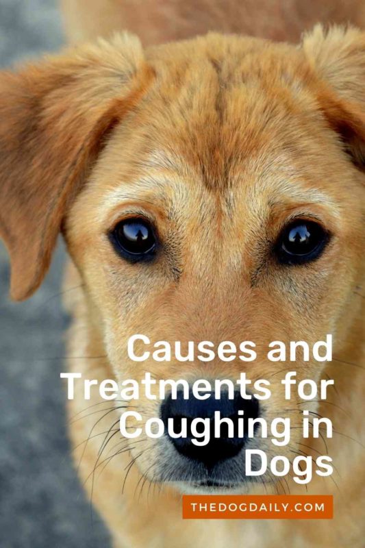 Causes and Treatments for Coughing in Dogs thedogdaily.com