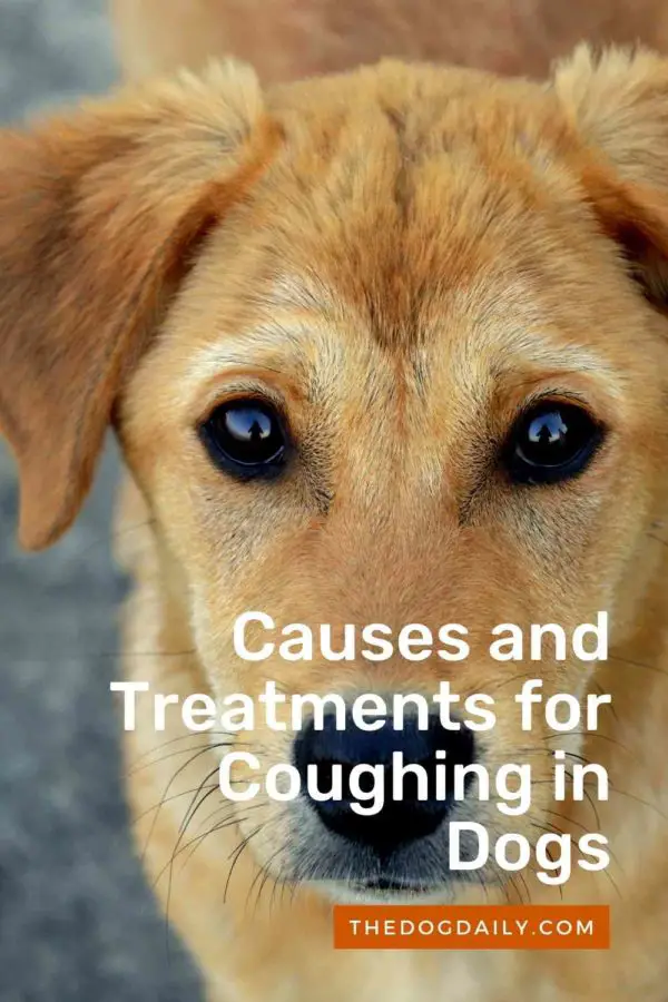 Coughing in Dogs Causes and Treatment The Dog Daily