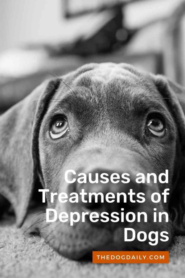 The Main Causes and Treatments of Depression in Dogs The Dog Daily