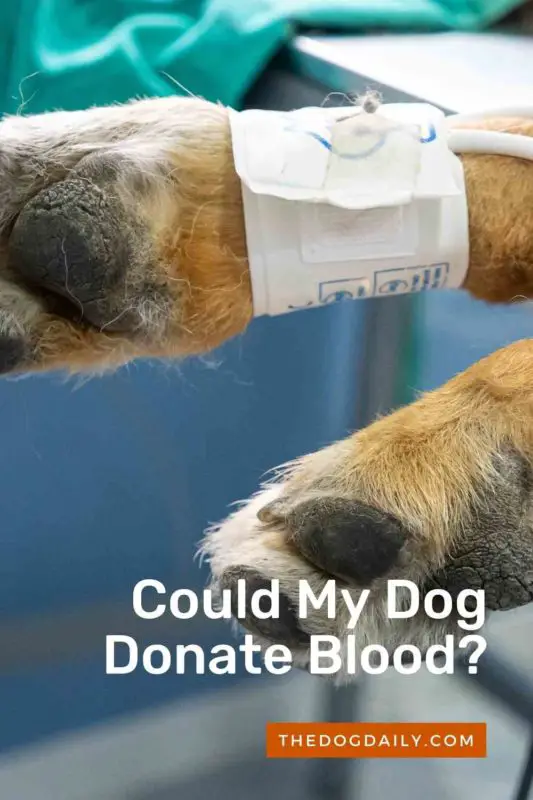 Could My Dog Donate Blood thedogdaily.com