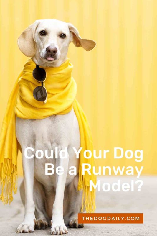 Could Your Dog Be a Runway Model thedogdaily.com