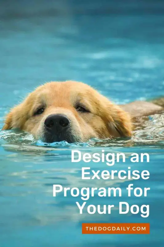 Design an Exercise Program for Your Dog thedogdaily.com