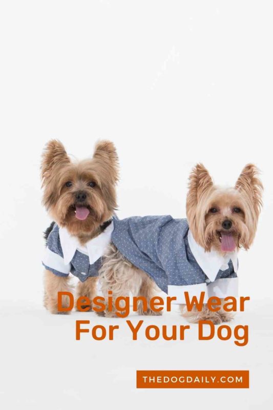 Designer Fashion For Your Dog thedogdaily.com