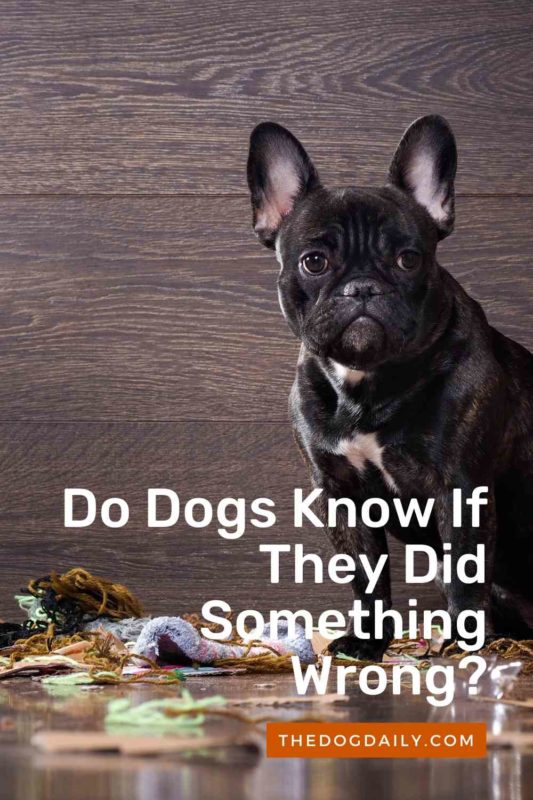 Do Dogs Know If They Did Something Wrong thedogdaily.com