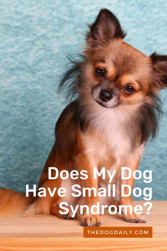 Does My Dog Have Small Dog Syndrome thedogdaily.com