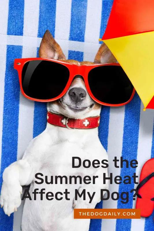 Does the Summer Heat Affect My Dog thedogdaily