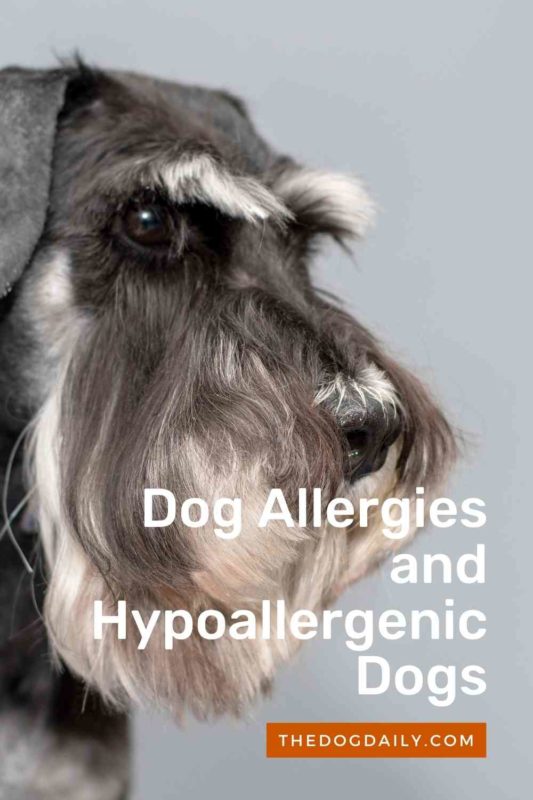 Dog Allergies and Hypoallergenic Dogs thedogdaily.com