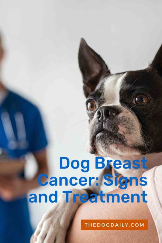Dog Breast Cancer thedogdaily.com