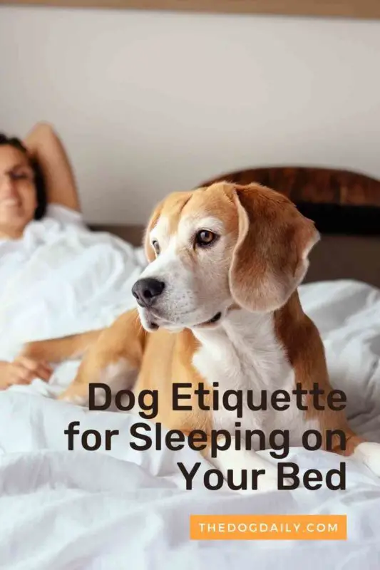 Dog Etiquette for Sleeping on Your Bed thedogdaily.com