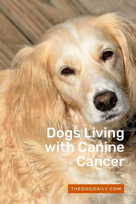 Dogs Living with Canine Cancer thedogdaily.com