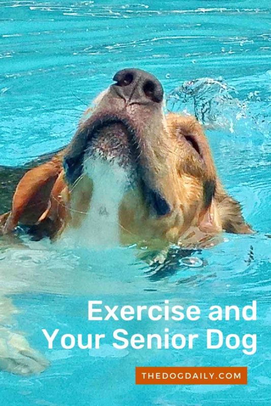 Exercise and Your Senior Dog thedogdaily.com