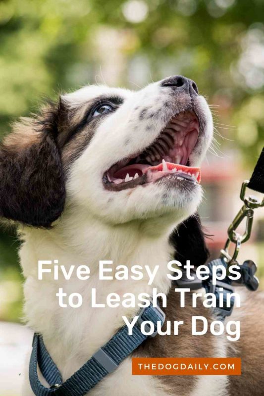 Five Easy Steps to Leash Train Your Dog thedogdaily.com