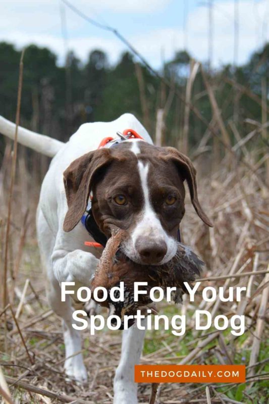 Food For Your Sporting Dog thedogdaily.com