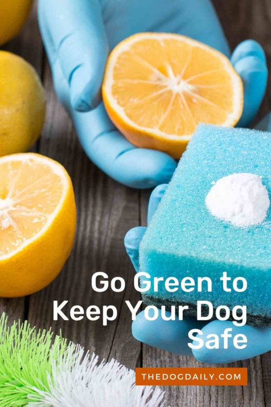 Go Green to Keep Your Dog Safe thedogdaily.com