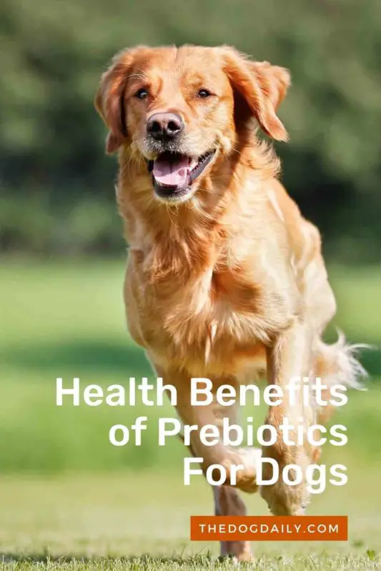 Health Benefits of Prebiotics For Dog thedogdaily.com