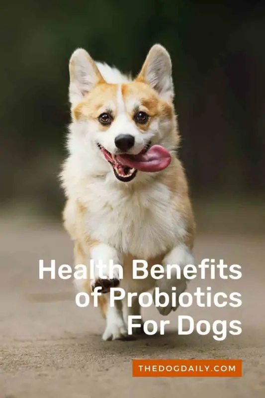 Health Benefits of Probiotics For Dog thedogdaily.com