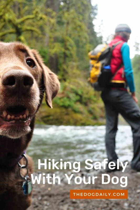 Hiking Safely With Your Dog thedogdaily.com