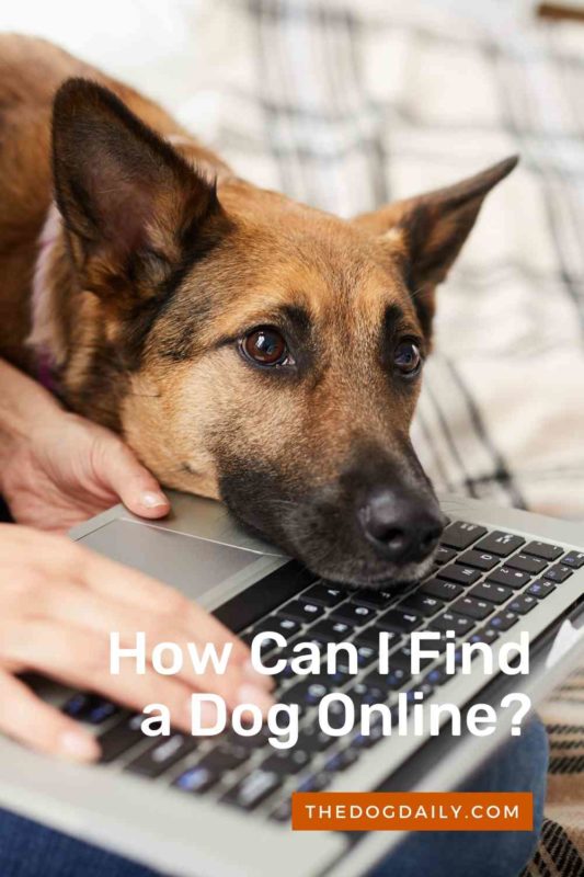How Can I Find a Dog Online Adoption thedogdaily.com