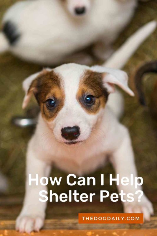 How Can I Help Shelter Pets thedogdaily.com