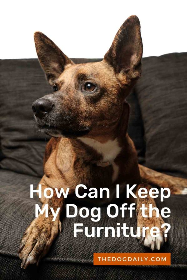 How To Keep Your Dog Off The Couch, Bed Or Chair