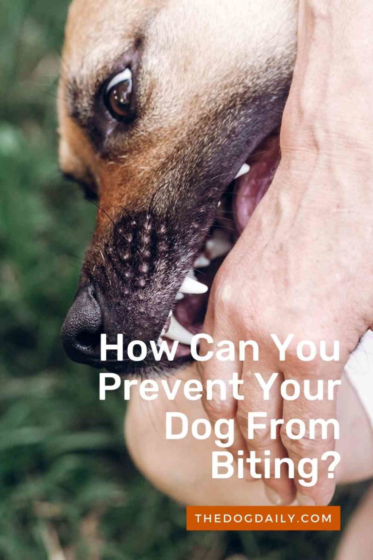 Dog Bites How To Prevent Your Dog Biting People