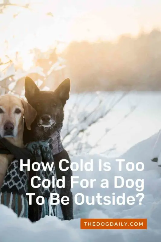 How Cold Is Too Cold For a Dog To Be Outside thedogdaily.com