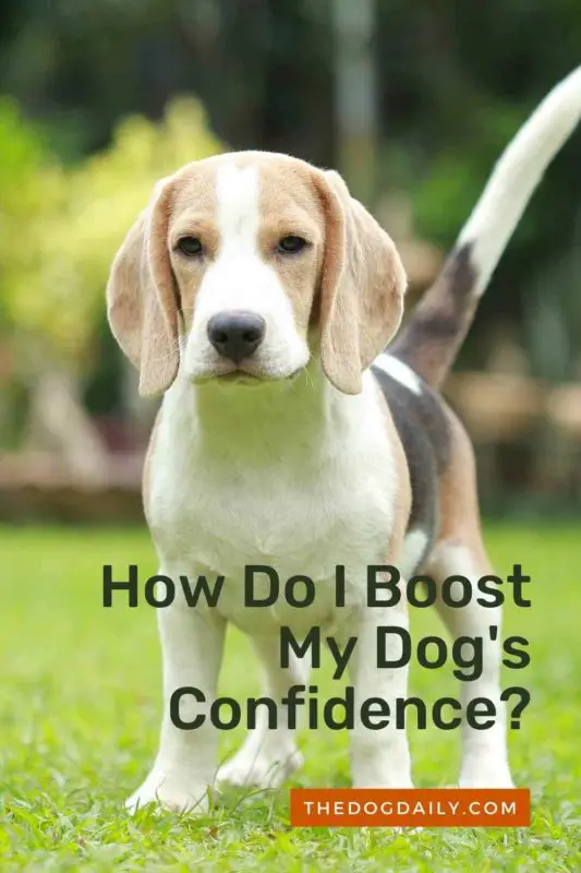 How Do I Boost My Dog's Confidence thedogdaily.com