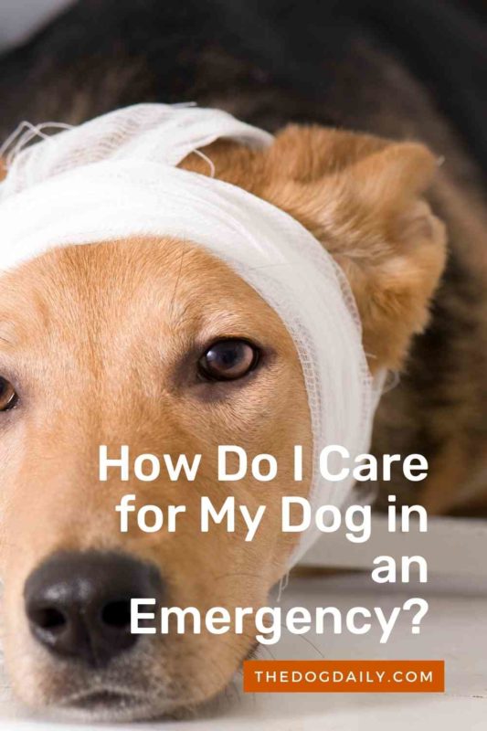 How Do I Care for My Dog in an Emergency thedeogdaily.com