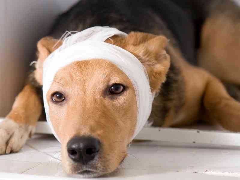 How To Deal With Dog Emergencies The Dog Daily
