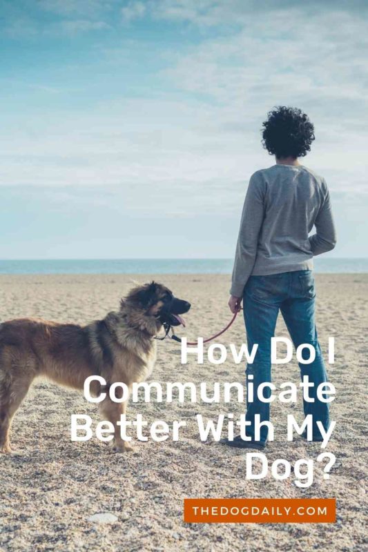 How Do I Communicate Better With My Dog thedogdaily.com