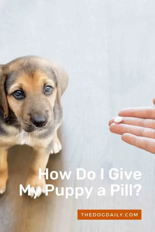 How Do I Give My Puppy a Pill thedogdaily.com